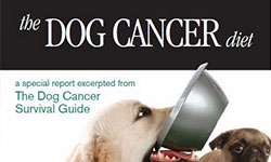 Dog Cancer Diet